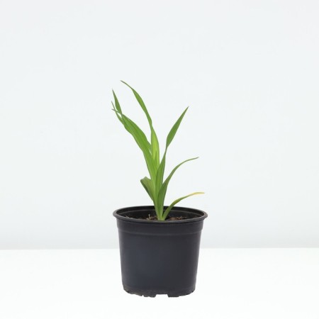 Lilenik hybrid sorry m, pot C2, 1 pc, summer 2024-1