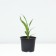 Lilenik hybrid sorry m, pot C2, 1 pc, summer 2024