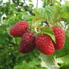 Raspberry hussar, c2 pot, n20-40 height, 1 pc, summer 2024