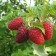 Raspberry hussar, c2 pot, n20-40 height, 1 pc, summer 2024