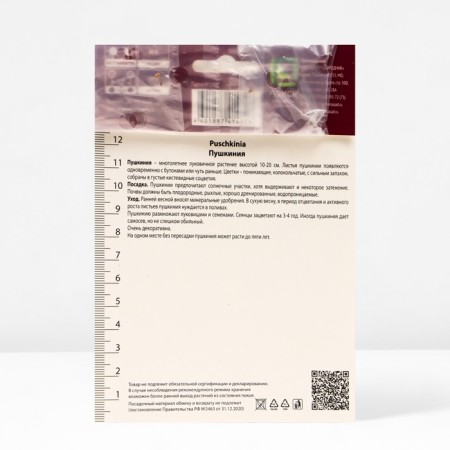 Pushkinia Lebanese alba, 6/+ rr, 10 pcs, 10-15 h (cm), autumn 2024-3