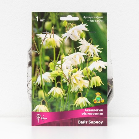 Aquilegia "Ordinary White Barlow", 1 pc, rr I, spring 2024