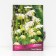 Aquilegia "Ordinary White Barlow", 1 pc, rr I, spring 2024