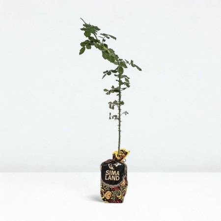 Seedling rose Antik, climbing, pot 2 l., Summer 2024
