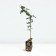 Seedling rose Antik, climbing, pot 2 l., Summer 2024