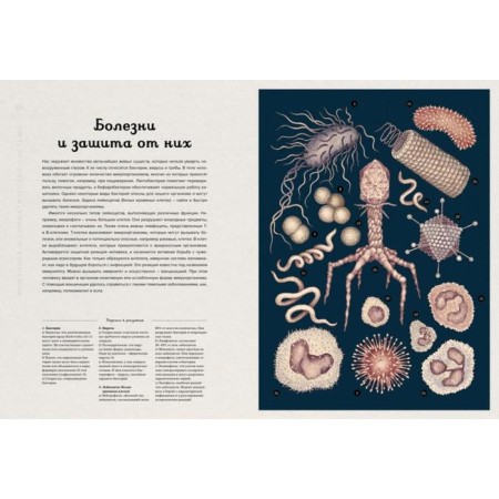 Anatomikum. Pakston D.-6