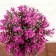 Bonsai in the pot "Color Leaflets" 18 cm, mix
