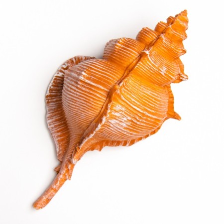 Interior souvenir "shell" 23x11x10cm-4
