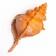Interior souvenir "shell" 23x11x10cm