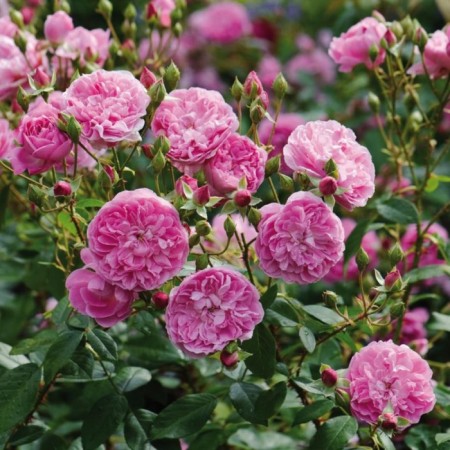 Seedling rose English park "Harlow Carr", tube, 1 pc, spring 2025