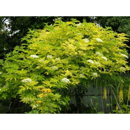 Buzina Black Aurea, C3 Pot, H10-50 Height, 1 pc, Summer 2024