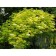 Buzina Black Aurea, C3 Pot, H10-50 Height, 1 pc, Summer 2024