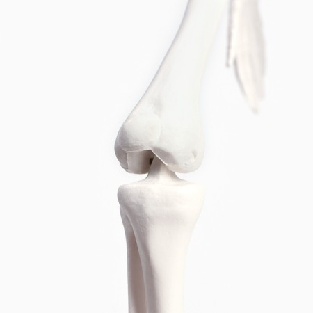 Model "Human Skeleton" 45cm-7