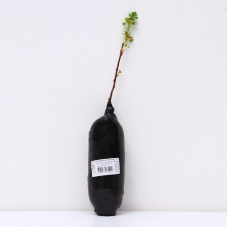 Golden currants, 1 pc, tube, spring 2025-2