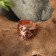 Kolovrat's amulet ring, plate, copper