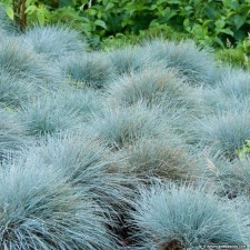Sizya oatmeal, s2 pot, H10-50 height, 1 pc, summer 2024