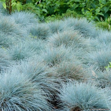 Sizya oatmeal, s2 pot, H10-50 height, 1 pc, summer 2024