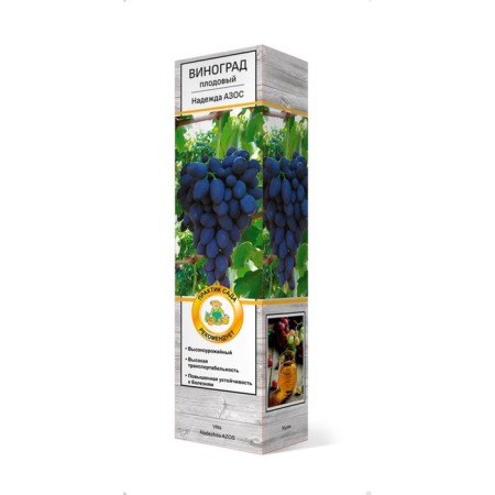 Fruit grapes "Nadezhda Azos", tube, 1 pc, spring 2025