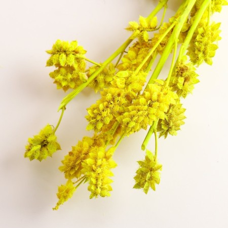Set of dried flowers "licorice", ban 3 pcs, length 50 (+/- 6 cm), bright yellow-2