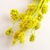 Set of dried flowers "licorice", ban 3 pcs, length 50 (+/- 6 cm), bright yellow