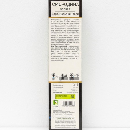 Currant Black Prospective varieties "Gift Smolyaninova", 1 pc, tube, spring 2025-2