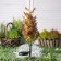 Garden lamp on the solar battery "Cyparis", 77 cm, 8 LED, glow warm white