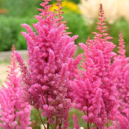 Astilba Lesshand Gloria Purpurea, C1.5 pot, H10-50 height, 1 pc, summer 2024
