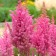 Astilba Lesshand Gloria Purpurea, C1.5 pot, H10-50 height, 1 pc, summer 2024