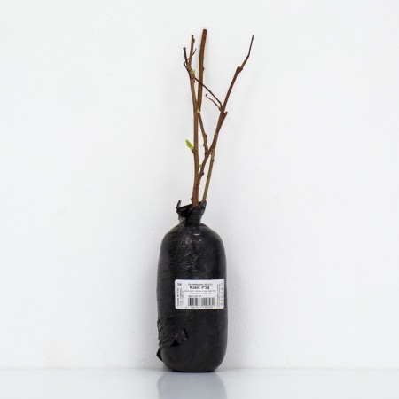 Actinidia Argut "Kens Red", 1 pc, tube, spring 2025-2
