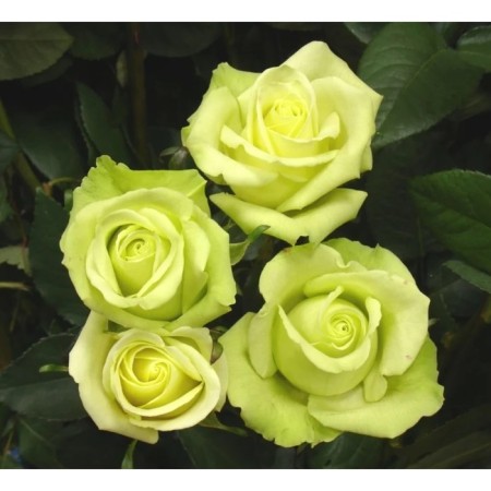 Seedling rose Amandin, tea-hybrid, pot 2 l., Summer 2024