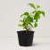 Saphenet Hermses "Macr. Intense Seduction", P9 pot, Summer 2024