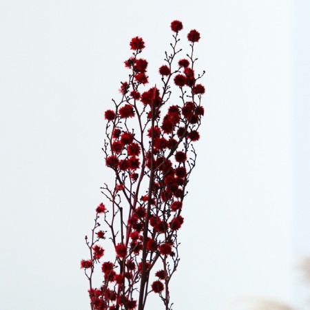 Dry flowers “Molchy Mile”, 25 g, length - 70 cm, red color-1
