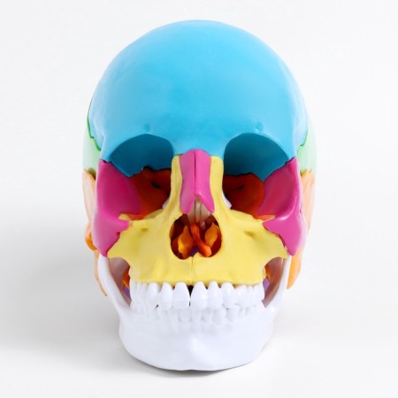 Mettle Matules "Human Skull" multi -colored collapsible, 20*12*21cm-1