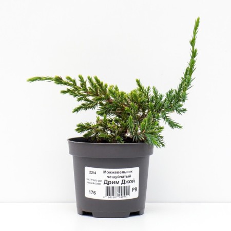 Juniper scaly "Dream Joy", P9, 1pc, h 3-20 cm, summer 2024-1
