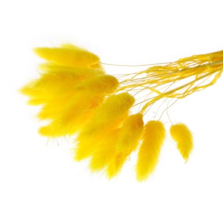 Sukhotzet "Lagurus", set of 30 pcs., Yellow color-3
