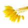 Sukhotzet "Lagurus", set of 30 pcs., Yellow color