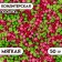 Confectionery Sprinking "Stars, Balls": green, pink, with a soft center, 50 g