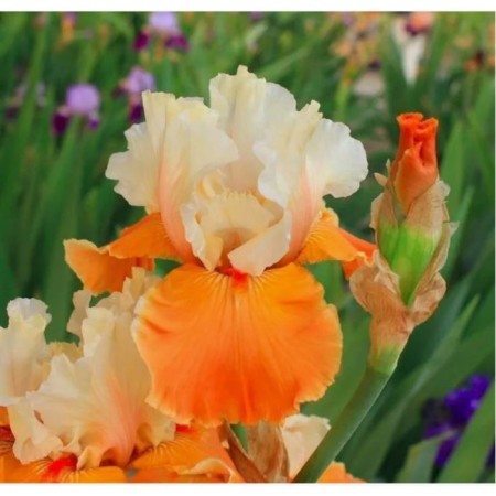 Iris Borojat Pamppkin cheesecake, pot C2, 1 pc, summer 2024
