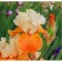 Iris Borojat Pamppkin cheesecake, pot C2, 1 pc, summer 2024