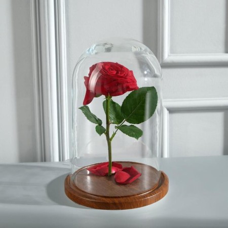 Glass dome -slosh on a wooden stand "Vincent - 1", 25x15 cm, brown-1