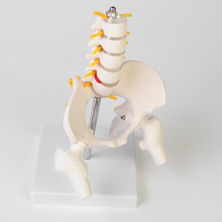 Lumbar spine "Lumbar spine, hip joint" 23*12*12cm-5