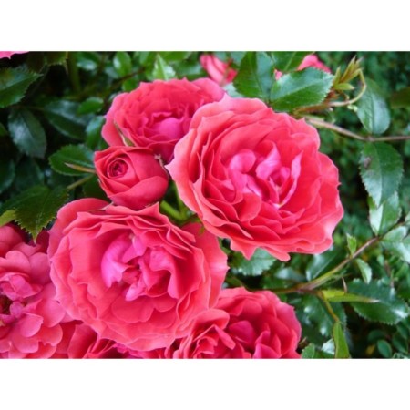 Seedling Rosa Floribunda "Rapberry", tube, 1 pc, spring 2025