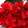Artificial flowers "Extra hydrangea" D-16 cm 55 cm, red