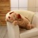 Soft toy "dog", 75 cm, brown color