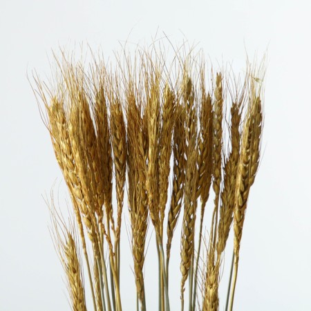Dry Column of wheat, set 30 pcs., Golden color-1