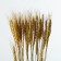 Dry Column of wheat, set 30 pcs., Golden color