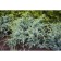 Chinese juniper "Blue Alps", P9, 1pc, h 3-20 cm, spring 2024