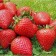 Strawberries of Frigi Malg A+ (> 15 mm) Returned variety, set 5 pcs