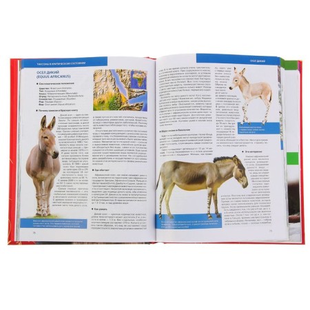 Red Book of Earth (new design). Skaldina O.V., Succan E.A.-3