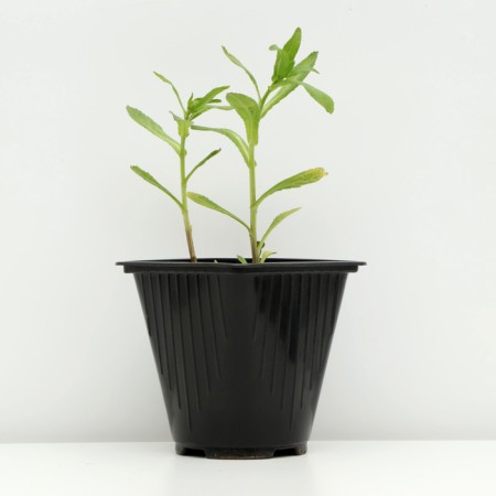 The most "Alaska", pot C3, 1 pc, spring 2024-1